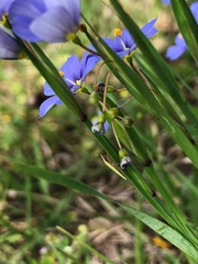 Sisyrinchium pruinosum