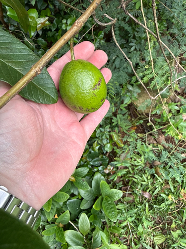 Psidium guajava observed 2026-04-11