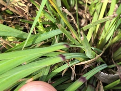 Sisyrinchium pruinosum