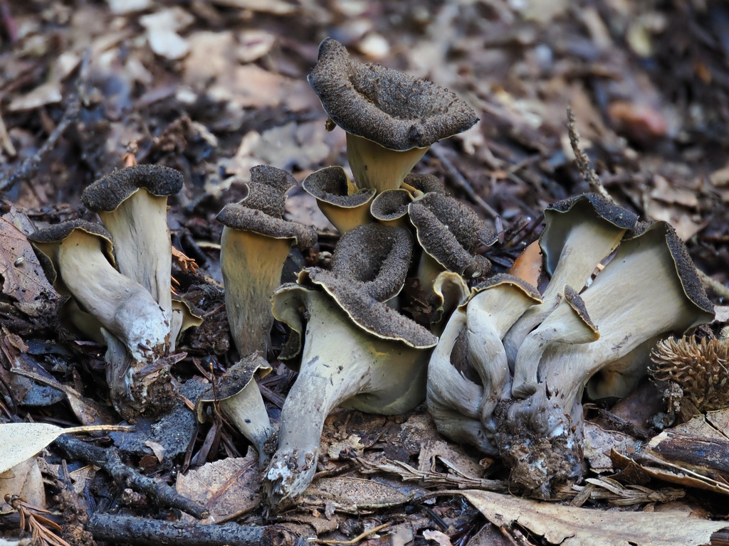 Craterellus calicornucopioides · December 2025 · photo: © alan_rockefeller (iNaturalist, cc-by-sa)