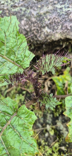Solanum eminens