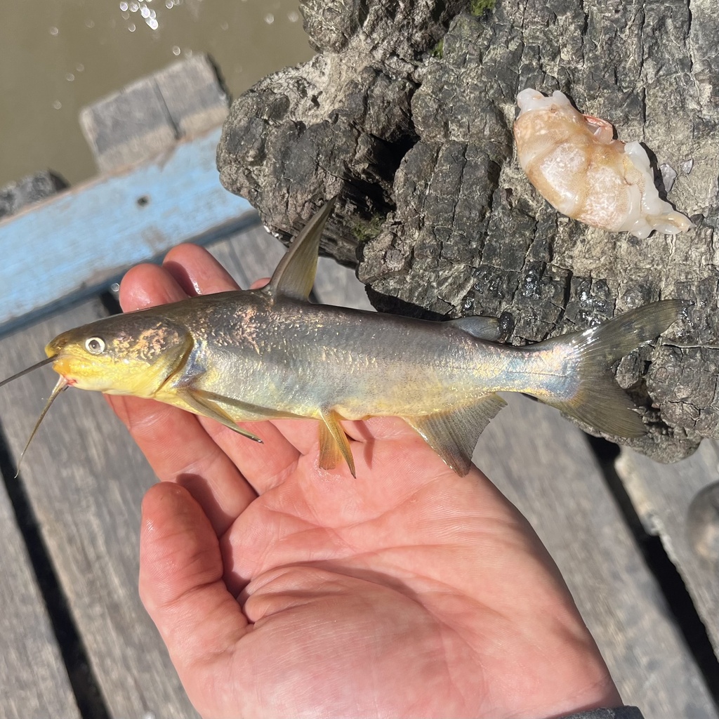 Yellow Sea Catfish