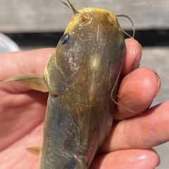 Yellow Sea Catfish photo 4