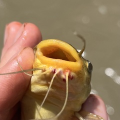 Yellow Sea Catfish photo 5