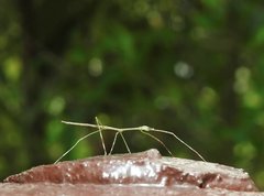 Clitumninae