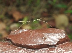 Clitumninae