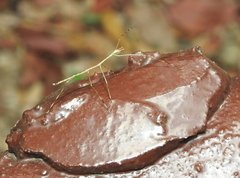 Clitumninae