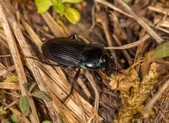 Harpalus dimidiatus
