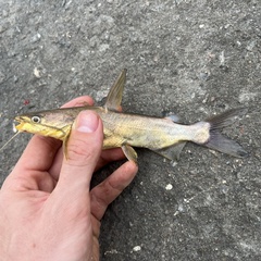 Yellow Sea Catfish photo 3