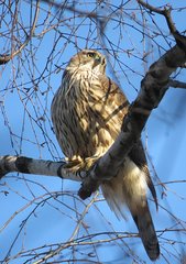 Accipiter gentilis