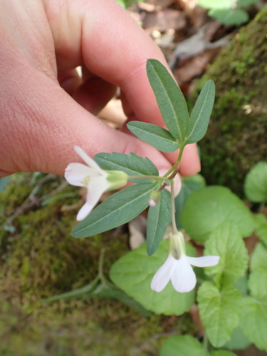 Cardamine angustata, photograph 2