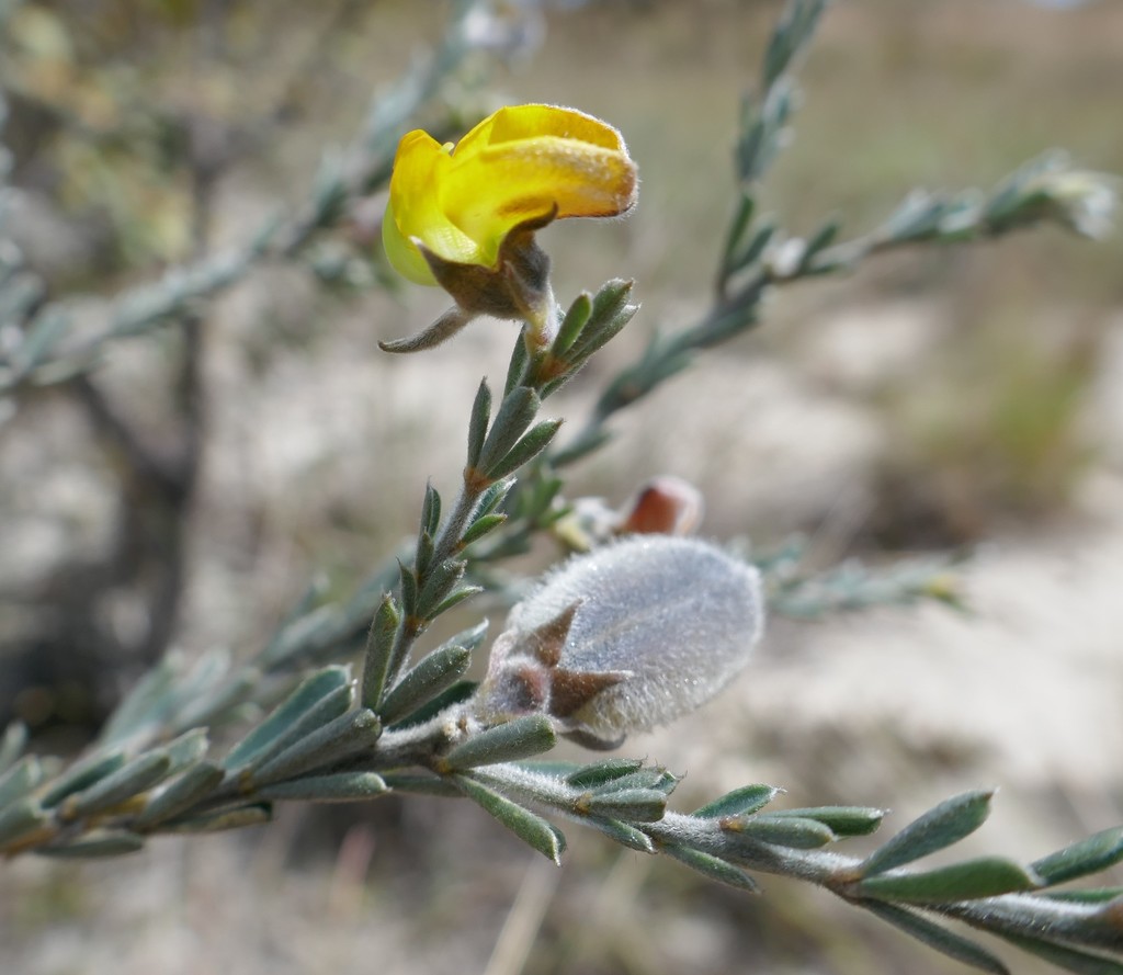 Crotalaria diosmifolia
