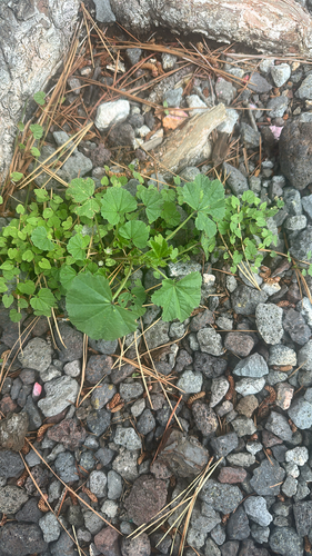 Malva parviflora observed 2026-04-12
