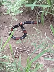 Micrurus pyrrhocryptus