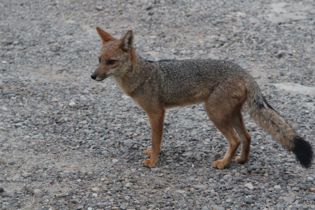 Lycalopex culpaeus, Oasis de la Campana, Hijuelas, Valparaíso, Chile, by cesar383