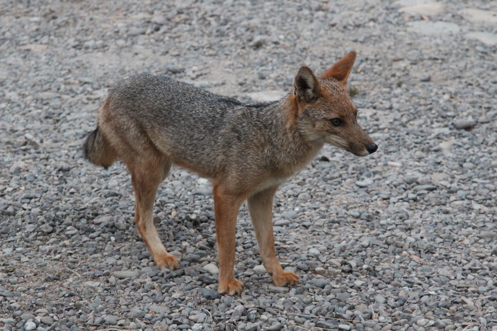 Lycalopex culpaeus, Oasis de la Campana, Hijuelas, Valparaíso, Chile, by cesar383