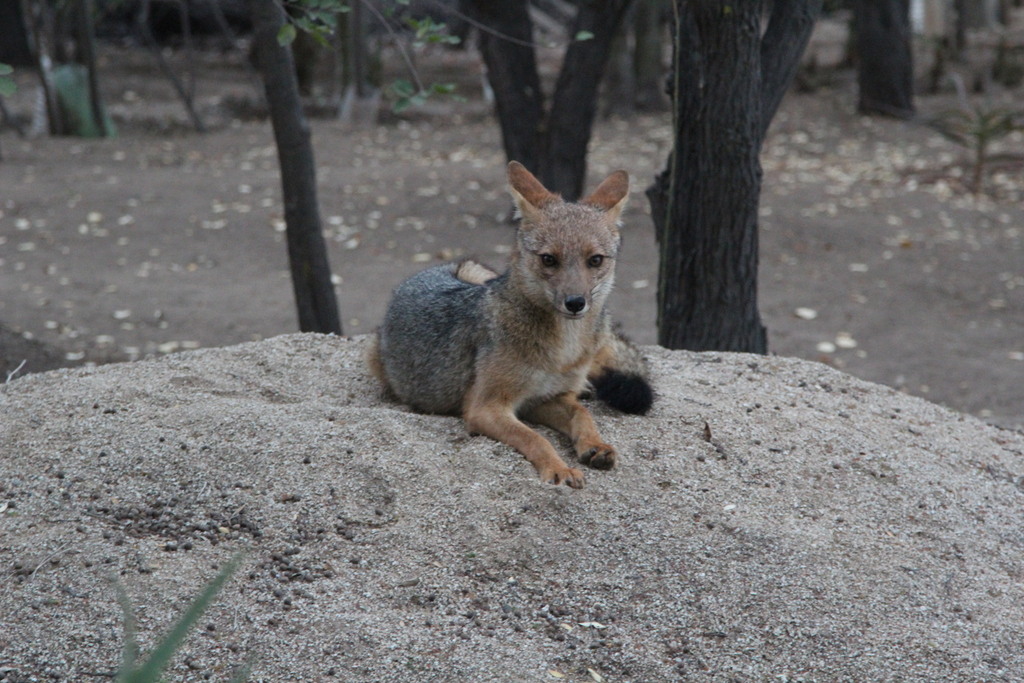 Lycalopex culpaeus, Oasis de la Campana, Hijuelas, Valparaíso, Chile, by cesar383