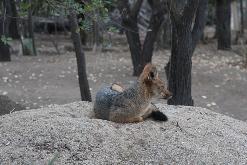 Lycalopex culpaeus, Oasis de la Campana, Hijuelas, Valparaíso, Chile, by cesar383