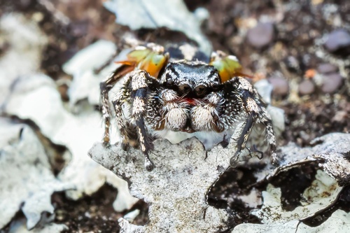 Habronattus sabulosus photo 4