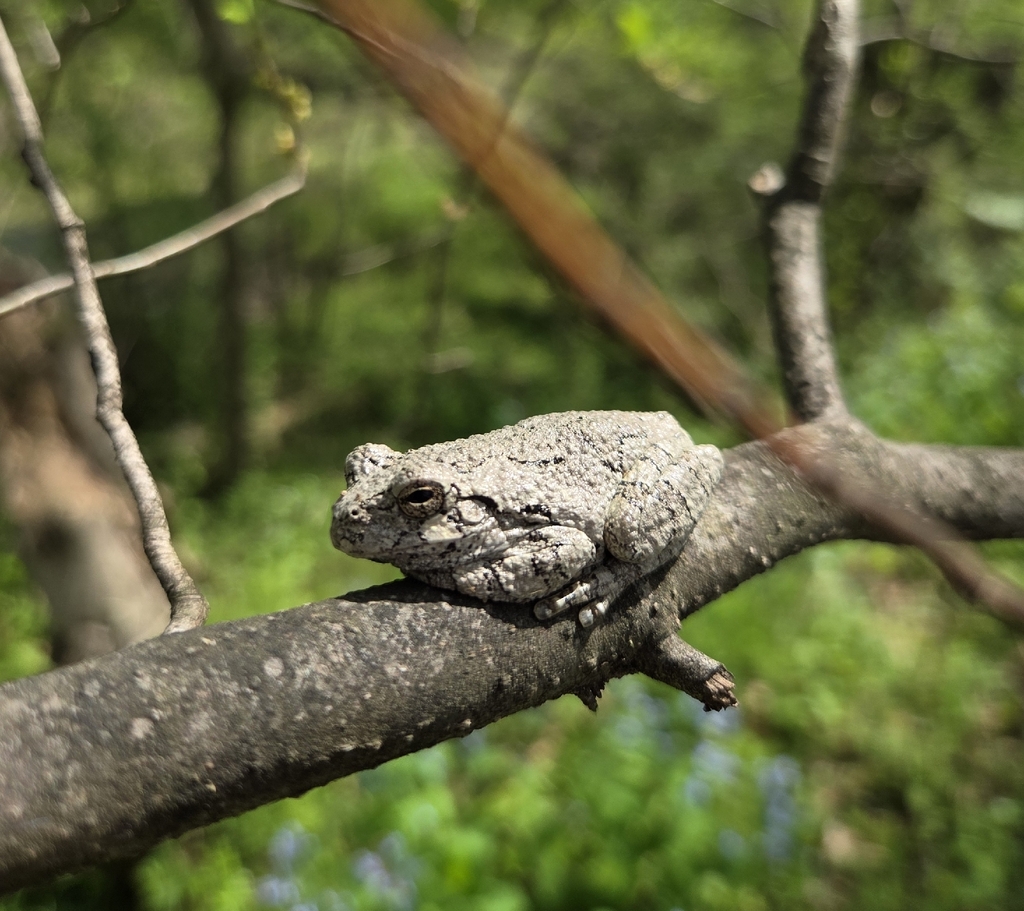 Gray Treefrog Species Complex from Dickerson, MD 20842, USA on April 12 ...