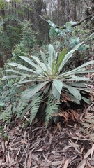 Espeletia corymbosa
