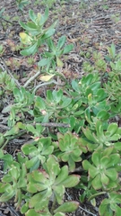 Sedum praealtum
