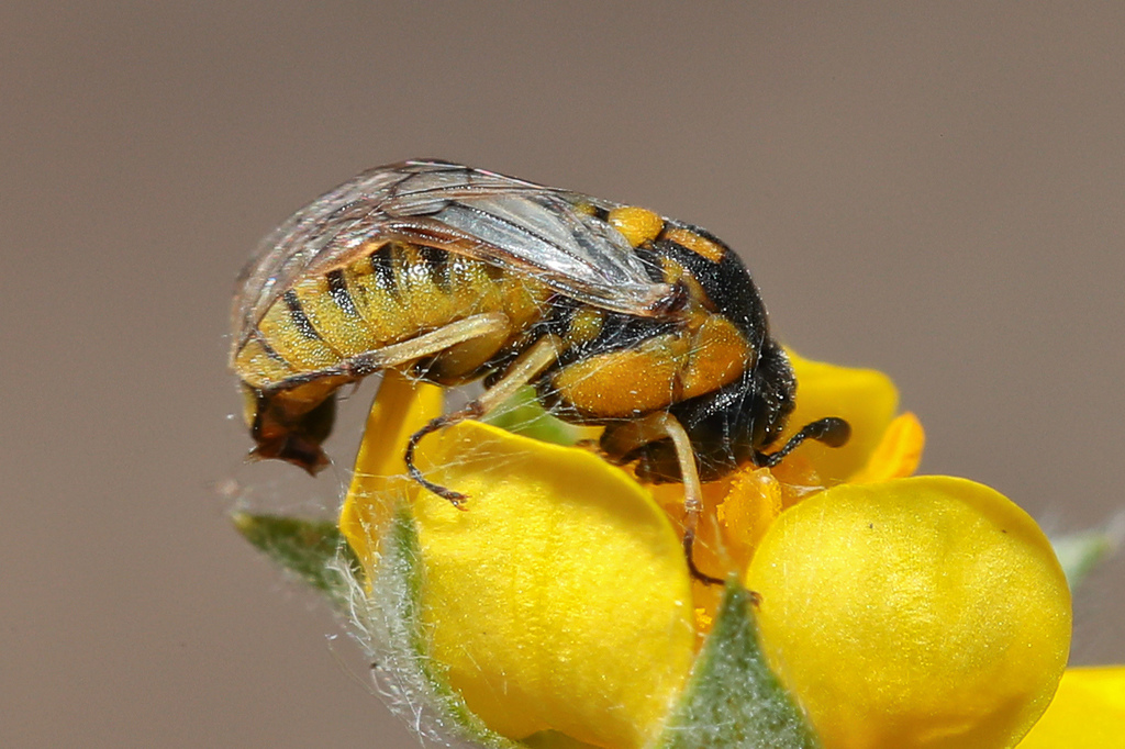 Corynis amoena