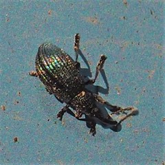 Ischnopterapion virens