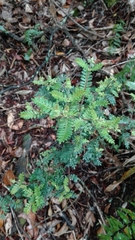 Weinmannia tomentosa