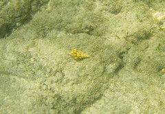 Leucozonia