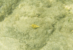 Leucozonia
