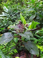 Miconia croatii