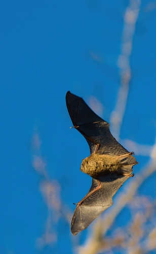 Little Brown Bat observed by j-j