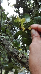 Xylosma spiculifera