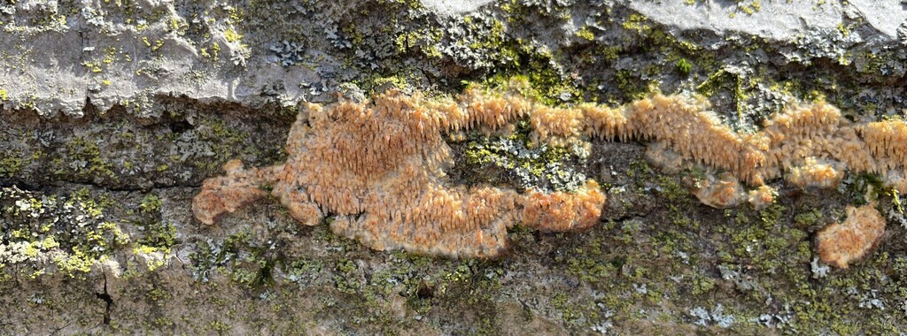 Radulomyces copelandii · April 2026 · photo: © cotterh (iNaturalist, cc-by)