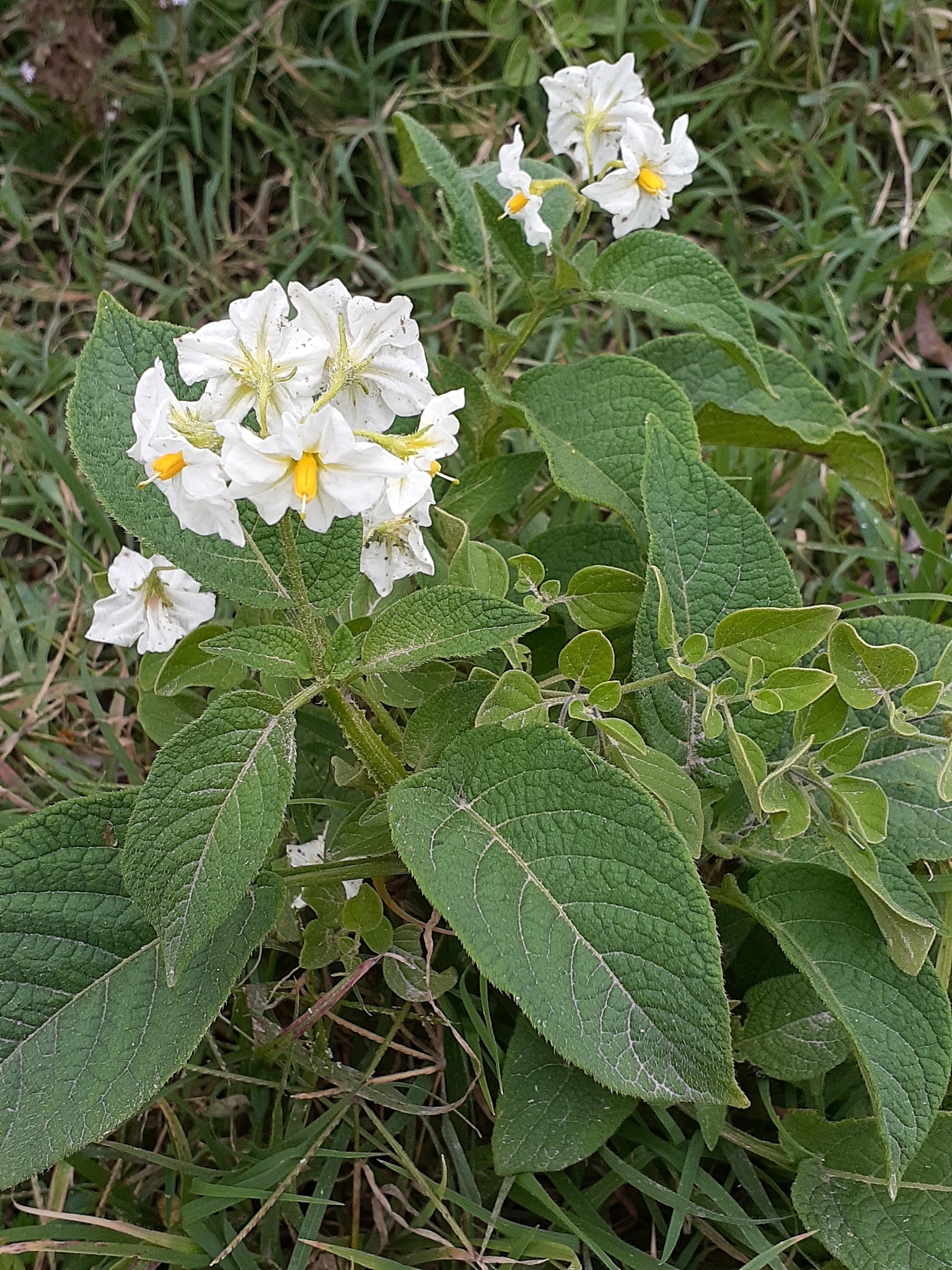 Solanum microdontum