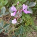 Desmodium subsericeum - Photo (c) Alberto, some rights reserved (CC BY-NC), uploaded by Alberto