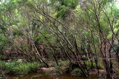 Leptospermum brachyandrum