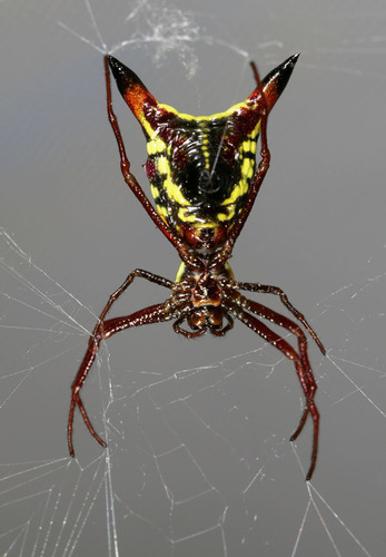 Arrow-shaped Orbweaver