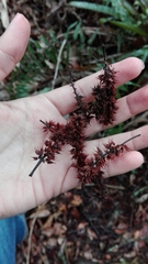 Weinmannia tomentosa