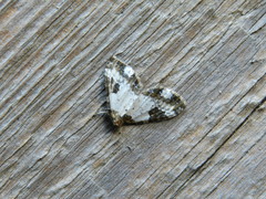 Melanthia procellata