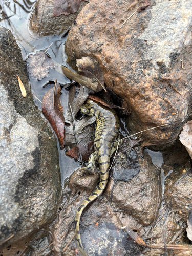 Western Tiger Salamander observed by crackfung