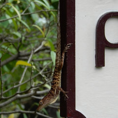 Anolis lineatopus