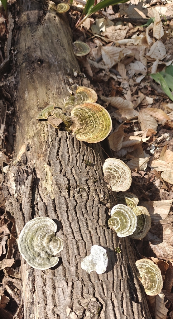 Trametes gibbosa · April 2026 · photo: © didelphimorph (iNaturalist, cc0)