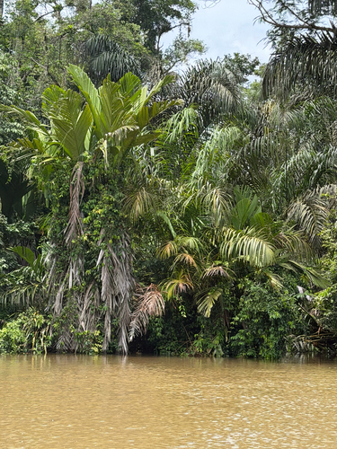 Manicaria saccifera, photograph 3