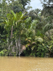 (c) Aaron Liston, some rights reserved (CC BY) Manicaria saccifera, photograph (c) Aaron Liston, some rights reserved (CC BY)