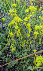 Glischrocaryon behrii, photograph (c) Eamonn Culhane, some rights reserved (CC BY)