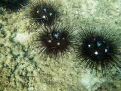Astropyga pulvinata