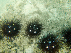 Astropyga pulvinata