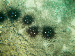Astropyga pulvinata